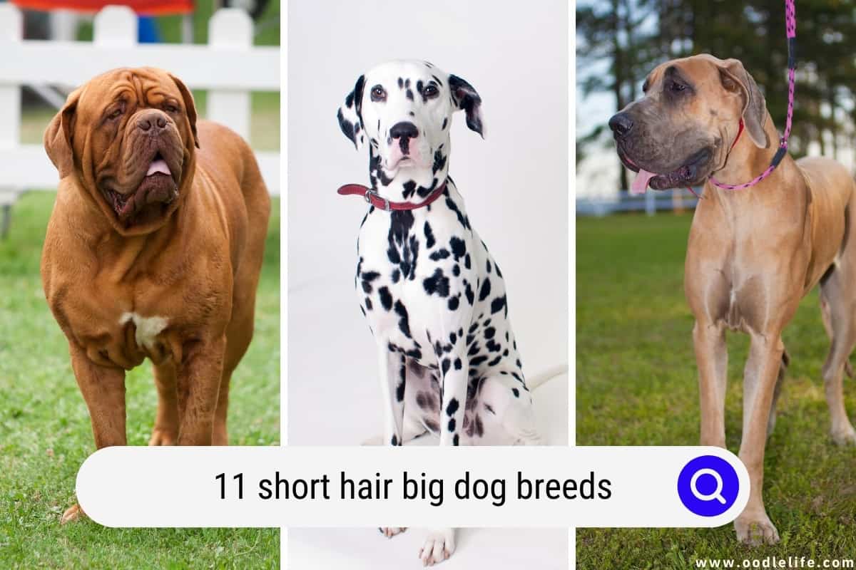 big dog breeds